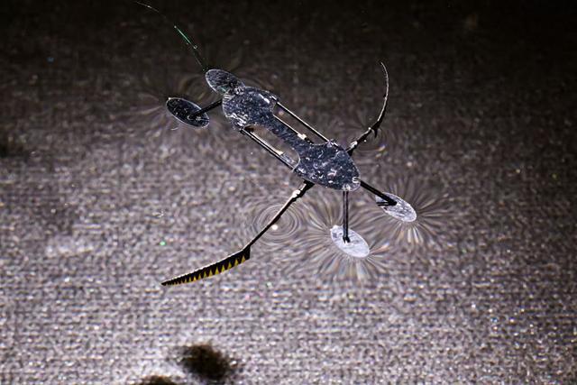 水黾启发的机器昆虫MiniBug可以精巧地在水面上移动Kaiyun网址 开云(图1)